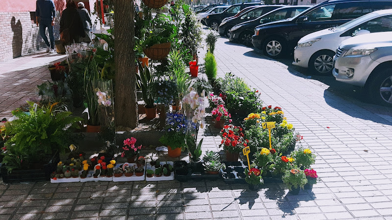 Flores y Plantas Hernández-empresa-de-granada